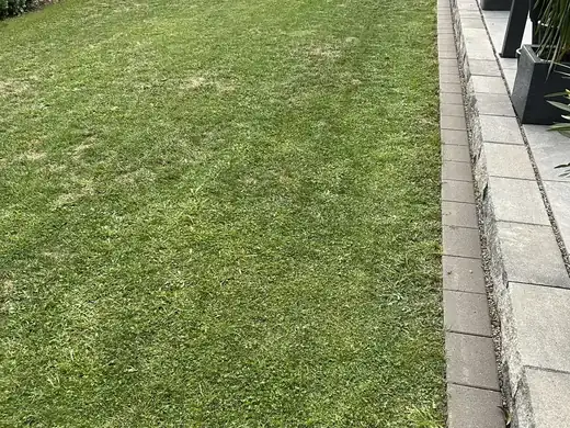 Gleichmäßig grüne Rasenfläche entlang der Einfahrt