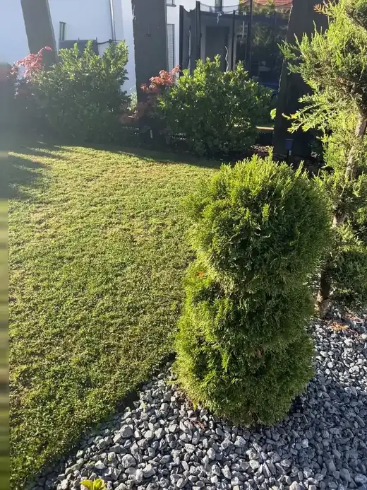 Gepflegter Rasen mit geschnittener Hecke
