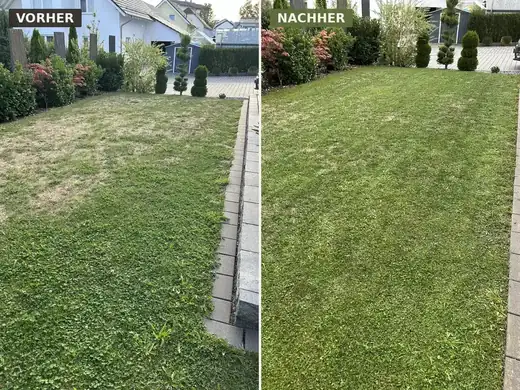 Rasenfläche im Vergleich: vorher braun und verunkrautet, nachher geschlossene grüne Rasendecke